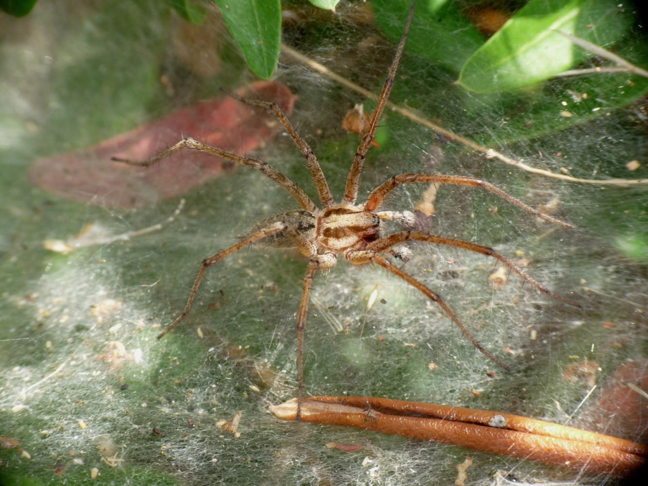 Agelena labyrinthica, accoppiamento - S.Teresa Gallura (OT)